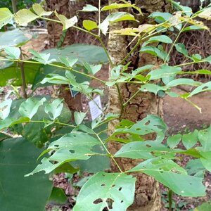 ไม้แดง ไม้อนุรักษ์จากสวนปันแสน วิสาหกิจชุมชนแปรรูปสมุนไพรปลูกรัก