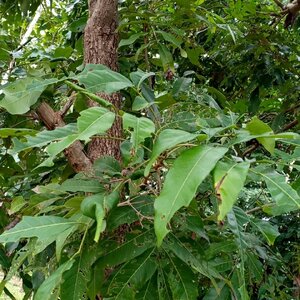 ลำไย สมุนไพรอนุรักษ์สวนปันแสน วิสาหกิจชุมชนแปรรูปสมุนไพรปลูกรัก