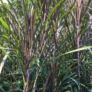 อ้อยดำ สมุนไพรอนุรักษ์สวนปันแสน วิสาหกิจชุมชนแปรรูปสมุนไพรปลูกรัก