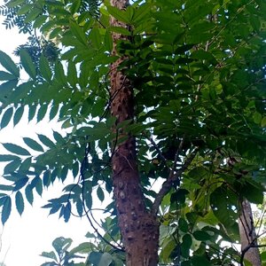 มะเเขว่น สมุนไพรอนุรักษ์สวนปันแสน วิสาหกิจชุมชนแปรรูปสมุนไพรปลูกรัก