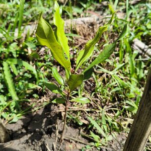 กานพลู สมุนไพรอนุรักษ์สวนปันแสน วิสาหกิจชุมชนแปรรูปสมุนไพรปลูกรัก