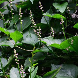 ผักปลัง สมุนไพรอนุรักษ์สวนปันแสน วิสาหกิจชุมชนแปรรูปสมุนไพรปลูกรัก