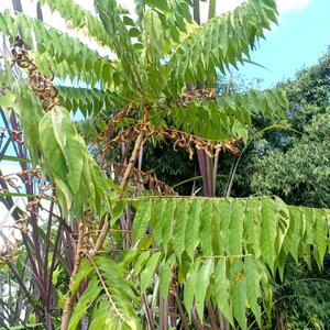 ตะลิงปลิง สมุนไพรอนุรักษ์สวนปันแสน วิสาหกิจชุมชนแปรรูปสมุนไพรปลูกรัก