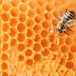 รวงผึ้ง