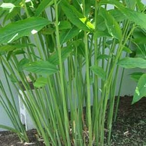 ข่า สมุนไพรอนุรักษ์สวนปันแสน วิสาหกิจชุมชนแปรรูปสมุนไพรปลูกรัก