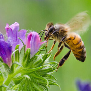 น้ำผึ้งจากดอกไม้ป่า