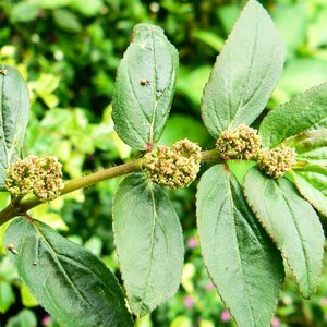 น้ำนมราชสีห์ สมุนไพรอนุรักษ์สวนปันแสน วิสาหกิจชุมชนแปรรูปสมุนไพรปลูกรัก