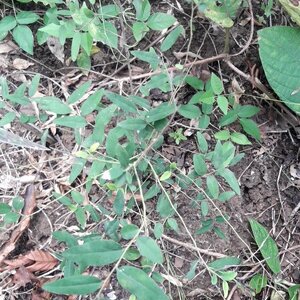 มะเกลือ สมุนไพรอนุรักษ์สวนปันแสน วิสาหกิจชุมชนแปรรูปสมุนไพรปลูกรัก