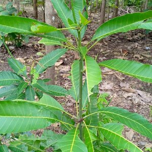 มะม่วง สมุนไพรอนุรักษ์สวนปันแสน วิสาหกิจชุมชนแปรรูปสมุนไพรปลูกรัก