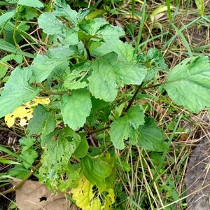 พิมเสนต้น สมุนไพรอนุรักษ์สวนปันแสน วิสาหกิจชุมชนแปรรูปสมุนไพรปลูกรัก