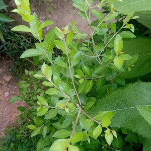 เทียนกิ่ง สมุนไพรอนุรักษ์สวนปันแสน วิสาหกิจชุมชนแปรรูปสมุนไพรปลูกรัก