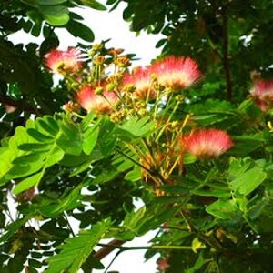 จามจุรี สมุนไพรอนุรักษ์สวนปันแสน วิสาหกิจชุมชนแปรรูปสมุนไพรปลูกรัก