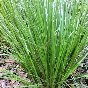 หญ้าแฝก สมุนไพรอนุรักษ์สวนปันแสน วิสาหกิจชุมชนแปรรูปสมุนไพรปลูกรัก