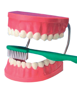 โมเดล ฟันจำลอง พร้อมแปรง, ของเล่นเสริมพัฒนาการ, สื่อการสอนอนุบาล,ปฐมวัย, ของเล่นเสริมพัฒนาการ, ของเล่นเสริมทักษะ