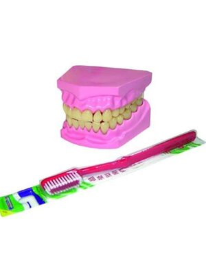 โมเดล ฟันจำลองพร้อมแปรงสีฟัน , ของเล่นเสริมพัฒนาการ, ของเล่นเด็ก, สื่อการสอน