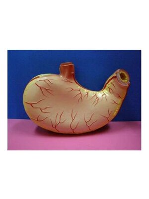 หุ่นจำลองกระเพาะอาหาร, โมเดลจำลอง,วิทยาศาสตร์ ,ของเล่นเสริมพัฒนาการ, ของเล่นเด็กประถม, สื่อการสอนเด็กประถม,พร้อมส่ง