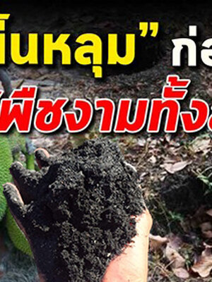 ขี้เถ้าแกลบผสมเศษถ่าน รองพื้นหลุม ให้พืชงามยกสวน