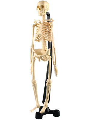 โครงกระดูกจำลองขนาด 18' , ของเล่นเสริมพัฒนาการ, ของเล่นเด็ก,อนุบาล,สื่อการสอนผลิตในไทย,สินค้าพร้อมส่ง
