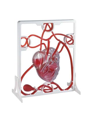 หุ่นจำลองประกอบแสดงการทำงานของหัวใจ, โมเดลจำลอง,วิทยาศาสตร์ ,ของเล่นเสริมพัฒนาการ, ของเล่นเด็กประถม, สื่อการสอนเด็กประถม,พร้อมส่ง