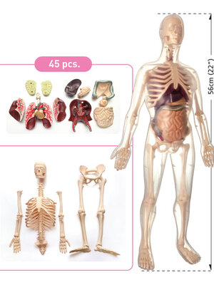 ร่างกายจำลอง เพศชาย ,ของเล่นเสริมพัฒนาการ, ของเล่นเด็กอนุบาล, สื่อการสอนเด็กอนุบาล