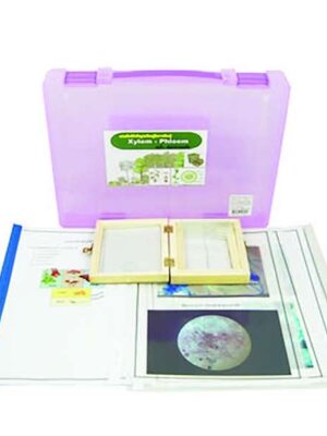 ท่อน้ำ-ท่ออาหารของพืช,สื่อการสอนประถมศึกษา,ของเล่นเสริมพัฒนาการ, ของเล่นเสริมทักษะ,ทดลองวิทยาศาสตร์,พร้อมส่ง