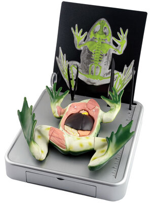 หุ่นจำลองกบ ,โมเดล,ของเล่นเสริมพัฒนาการ, ของเล่นเด็กอนุบาล, สื่อการสอนเด็กอนุบาล,ของเล่น ,วิทยาศาสตร์ทดลอง, สื่อการสอน พร้อมส่ง