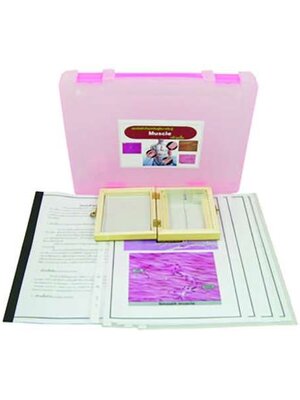 ระบบกล้ามเนื้อ,สื่อการสอนประถมศึกษา,ของเล่นเสริมพัฒนาการ, ของเล่นเสริมทักษะ,ทดลองวิทยาศาสตร์,พร้อมส่ง