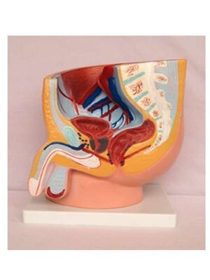 ชุดการเรียนรู้อวัยวะเพศชายจากหุ่นจำลอง ขนาดใหญ่, จำลอง เพศชาย , ของเล่นเสริมพัฒนาการ, ของเล่น วิทยาศาสตร์ทดลอง, สื่อการสอน พร้อมส่ง