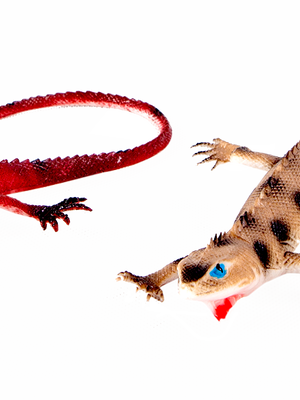 สัตว์เลื้อยคลานจำลอง , ของเล่นเสริมพัฒนาการ, ของเล่นเด็กอนุบาล, สื่อการสอน