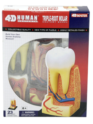 โมเดลรากฟัน ,ของเล่นเสริมพัฒนาการ, ของเล่นเด็กอนุบาล, สื่อการสอนเด็กอนุบาล