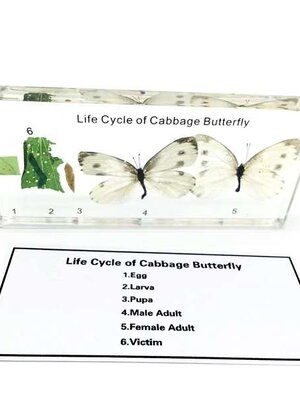 วงจรชีวิตของ ผีเสื้อ ( เก็บในแท่งอำพัน ), ทดลองวิทยาศาสตร์ ,ของเล่นเสริมพัฒนาการ, ของเล่นเด็กประถม, สื่อการสอนเด็กประถม,พร้อมส่ง