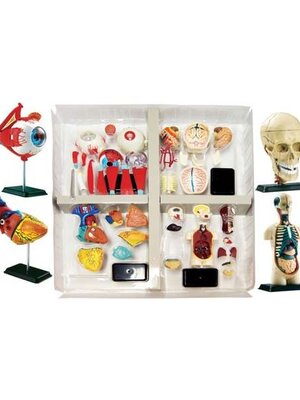 หุ่นจำลองกายวิภาคของมนุษย์แบบครบชุด, โมเดลจำลอง,วิทยาศาสตร์ ,ของเล่นเสริมพัฒนาการ, ของเล่นเด็กประถม, สื่อการสอนเด็กประถม,พร้อมส่ง