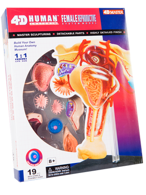 แบบจำลองระบบสืบพันธุ์หญิง, ของเล่นเสริมพัฒนาการ สื่อการสอน,อนุบาล,ปฐมวัย, ของเล่นเสริมพัฒนาการ, ของเล่นเสริมทักษะ,พร้อมส่ง