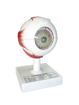 หุ่นจำลองลูกนัยน์ตา, โมเดลจำลอง,วิทยาศาสตร์ ,ของเล่นเสริมพัฒนาการ, ของเล่นเด็กประถม, สื่อการสอนเด็กประถม,พร้อมส่ง
