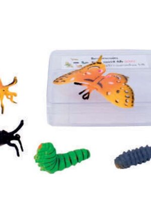 ธรรมชาติชีวิตผีเสื้อ,สื่อการสอนประถมศึกษา,ของเล่นเสริมพัฒนาการ, ของเล่นเสริมทักษะ,ทดลองวิทยาศาสตร์,พร้อมส่ง