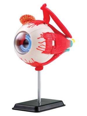 โมเดลตา , ของเล่นเสริมพัฒนาการ, ของเล่นเด็กอนุบาล, สื่อการสอนเด็กอนุบาล