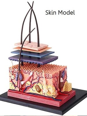 แบบจำลองผิวหนัง โมเดล Skin-4D Model สื่อการสอน วิทยาศาสตร์ การแพทย์ สื่อการสอนอนุบาล,ปฐมวัย, ,ของเล่นเสริมพัฒนาการ, ของเล่นเสริมทักษะ
