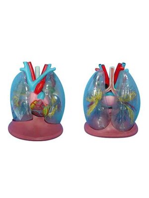 หุ่นจำลองเรียนรู้ระบบหายใจ และระบบหมุนเวียนเลือด, โมเดลจำลอง,วิทยาศาสตร์ ,ของเล่นเสริมพัฒนาการ, ของเล่นเด็กประถม, สื่อการสอนเด็กประถม,พร้อมส่ง