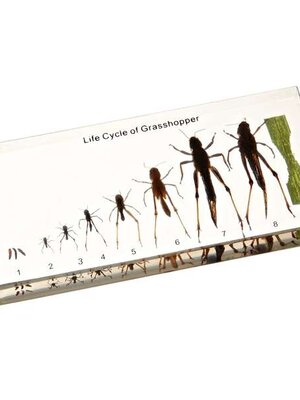 วงจรชีวิตของ ตั๊กแตน ( เก็บในแท่งอำพัน ), ทดลองวิทยาศาสตร์ ของเล่นเสริมพัฒนาการ, ของเล่นเด็กประถม, สื่อการสอนเด็กประถม,พร้อมส่ง