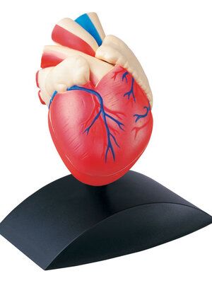 หัวใจจำลอง ,ของเล่นเสริมพัฒนาการ, ของเล่นเด็ก, สื่อการสอน,ปฐมวัย, เสริมพัฒนาการ, เสริมทักษะ,สื่อการสอนผลิตในไทย,สินค้าพร้อมส่ง