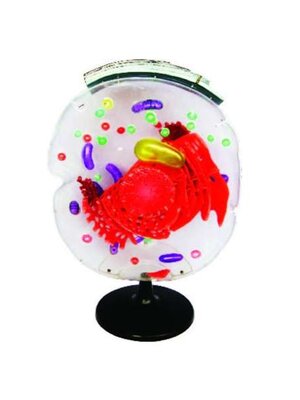 หุ่นจำลองแสดงโครงสร้างของเซลล์สัตว์ขนาดใหญ่, โมเดลจำลอง,วิทยาศาสตร์ ,ของเล่นเสริมพัฒนาการ, ของเล่นเด็กประถม, สื่อการสอนเด็กประถม,พร้อมส่ง