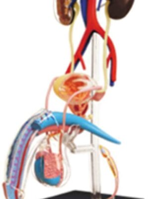 แบบจำลองระบบสืบพันธุ์ชาย ,ของเล่นเสริมพัฒนาการ สื่อการสอน,อนุบาล,ปฐมวัย, ของเล่นเสริมพัฒนาการ, ของเล่นเสริมทักษะ,พร้อมส่ง