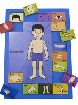 ชุดจับคู่ร่างกายของฉัน ผู้ชาย 24 ชิ้น สื่อการสอนอนุบาล,ปฐมวัย,ของเล่นเสริมพัฒนาการ, ของเล่นเสริมทักษะ