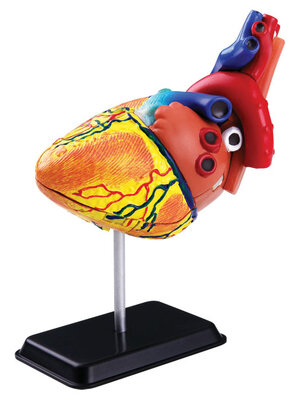 โมเดลหัวใจ ,ของเล่นเสริมพัฒนาการ, ของเล่นเด็กอนุบาล, สื่อการสอนเด็กอนุบาล