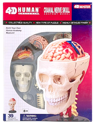 แบบจำลองศีรษะ,สื่อการสอน แพทย์,วิทยาศาสตร์ ทดลอง,ของเล่นเด็ก,อนุบาล,ของเล่นพลาสติก,พร้อมส่ง