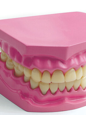 ฟันจำลองขนาดเล็ก ,ของเล่นเสริมพัฒนาการ, ของเล่นเด็กอนุบาล, สื่อการสอนเด็กอนุบาลปฐมวัย, ของเล่นเสริมพัฒนาการ,ของเล่นเสริมทักษะ,สื่อการสอนผลิตในไทย,สินค้าพร้อมส่ง