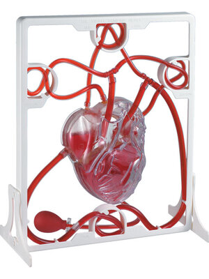 โมเดลหัวใจ จำลองระบบหัวใจ, Pumping Heart , ของเล่นเสริมพัฒนาการ, สื่อการสอนอนุบาล,ปฐมวัย, ,ของเล่นเสริมพัฒนาการ, ของเล่นเสริมทักษะ