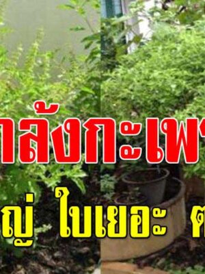 แกล้ง “กะเพรา” วิธีทำให้ต้นกระเพราโตเร็ว ออกใบเยอะ อายุยืน