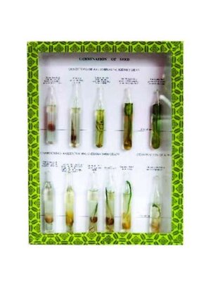 ตัวอย่างแสดงการงอกของเมล็ด (SEED GERMINATION),สื่อการสอนประถมศึกษา,ของเล่นเสริมพัฒนาการ, ของเล่นเสริมทักษะ,ทดลองวิทยาศาสตร์,พร้อมส่ง