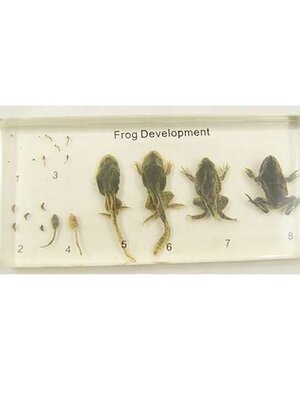 วงจรชีวิตของ กบ ( เก็บในแท่งอำพัน ), ทดลองวิทยาศาสตร์ ของเล่นเสริมพัฒนาการ, ของเล่นเด็กประถม, สื่อการสอนเด็กประถม,พร้อมส่ง